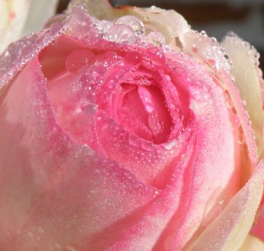 Journée pétales de roses