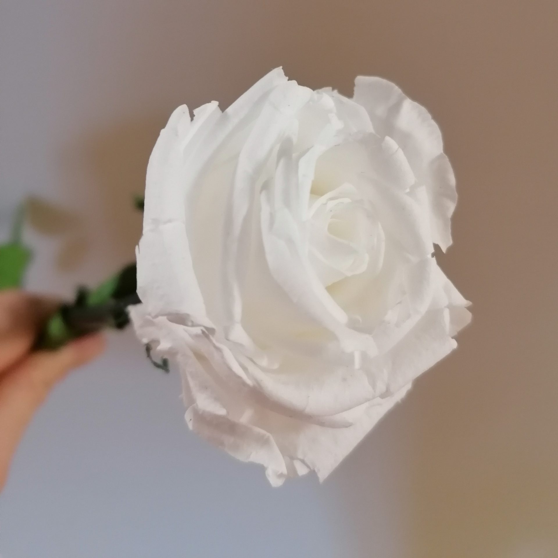 Rose éternelle blanche - Sanctuaire de Lisieux - Basilique Sainte Thérèse